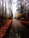 Incredibly colorful road in the forest Royalty Free Stock Photo