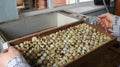 Incubation of quail eggs in a home incubator