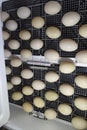 The eggs of a musky duck lying in an incubator