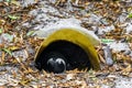 Incubators Hatcheries penguins colony of spectacled penguins penguin Cape Town Royalty Free Stock Photo