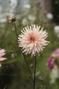 Incurved Cactus dahlia. Salmon cololred dahlia