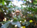 Incy wincy spider