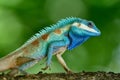 forest blue lizard in close up with sharp detais of its scales