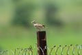 Indian Bushlark Mirafra erythroptera Perching on the Fence