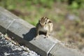 Indain Palm Squirrel or Three Striped Palm Squirrel   Funambulus palmarum  Watching Royalty Free Stock Photo