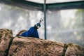 Indain Peafowl reasting on a rock