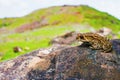 Indan Toad, Duttaphrynus melanostictus, Saswad, Pune District, Maharashtra Royalty Free Stock Photo