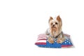 Indeed American Yorkshire Terrier