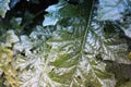 An indefinite large green leaf of a green plant grown wild in the forest. they look like spinach Royalty Free Stock Photo