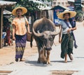 Indein, Myanmar - March 2019: two Burmese women in straw hats walking a water buffalo through the streets of Inn Dein