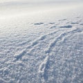 Or indents run through the snow indicating possible movement Royalty Free Stock Photo