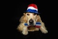 Independence day 4th of july dog. Labrador retriever wearing usa flag hat costume or disguise. Isolated on black background Royalty Free Stock Photo