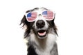 Independence day 4th of july happy border collie dog. Isolated on white background