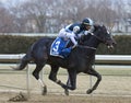 Independence Hall winning the Jerome Stakes Royalty Free Stock Photo