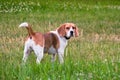 An independent adult Beagle dog on a walk in a city park. The Beagle hound is British, popular all over the world.
