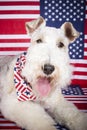 Independent dog Royalty Free Stock Photo
