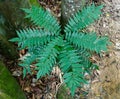 Independent fern leaves next to big tree Royalty Free Stock Photo