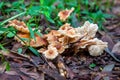 Indeterminate mushrooms in Australia Royalty Free Stock Photo