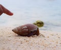 Index Finger pointing towards a Crustacean coming out of a Sea Shell at a Beach - Caenogastropoda Royalty Free Stock Photo