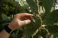 The index finger touches the long needle of the cactus.