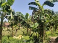 India  my  village  most beautiful banana Garden Royalty Free Stock Photo