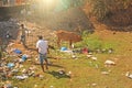 India, Anjuna, January 24, 2018. A red cow stands among the garbage and dirt on the market