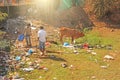 India, Anjuna, January 24, 2018. A red cow stands among the garbage and dirt on the market