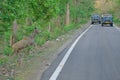 India- april 18, 2019, a blue bull try to cross the road and tourist enjoys the moment