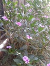 India assam natural flowers Nayantara it`s so important flowers our world .