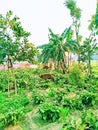 India banana tree and green looking hot Royalty Free Stock Photo