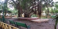 India big Banyan tree in a city garden