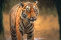 Indian tiger male with first rain, wild animal in the nature habitat, Ranthambore, AI generated