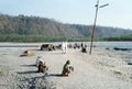 1977. India. Rishikesh. Blind beggars along a path leading to Ganges.