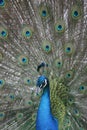 India Blue Peafowl