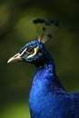 India Blue Peafowl Royalty Free Stock Photo