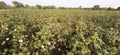 In India cotton crop for a sweat farmer