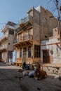India, cows resting in the shade on a street in Jaisalmer. Royalty Free Stock Photo