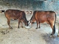 India Cows eating together in one vessel.