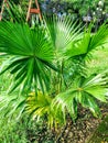 India croton plant  name codiaeum. Royalty Free Stock Photo