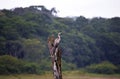 Indian Darter, Thekkady, Kerala, India