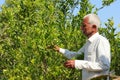 India farmer examination or looking lemon tree flowers