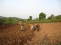 India farmer working hill area for turmeric cultivation