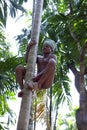 INDIA - FEBRUARY 02, 2014: a local man, traditional coconut picker, climbs a palm tree