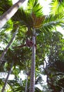 INDIA - FEBRUARY 02, 2014: a local man, traditional coconut picker, climbs a palm tree