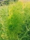 India Fennel Small Plant | Nature | Nature Plant Royalty Free Stock Photo