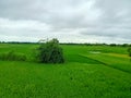 India field in a village
