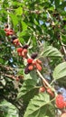 India Fruit Tree Photo of India Royalty Free Stock Photo