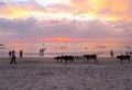 India, Goa. Beautiful sunset on the sea. Sacred cows and people walk along the beach Royalty Free Stock Photo