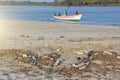 India, Goa, February 05, 2018. Empty plastic and glass bottles lie on the beach and pollute the ecology of the sea Royalty Free Stock Photo