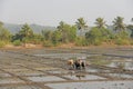 India, GOA, January 19, 2018. Male workers plow the rice field with plows and bulls or oxen. Plow the rice field with a plow and a Royalty Free Stock Photo